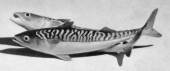 Makrel par, Bing & Gr�ndahl fiskefigur