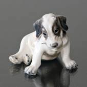 Puppy, Wire Terrier 