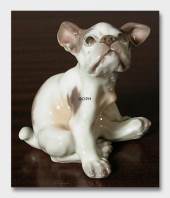 Puppy,