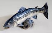 Salmon