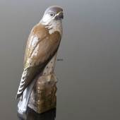 Bird,