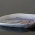 Bowl with Waterlily for seafood, Bing & Grondahl Art Nouveau No. 1169 | No. B1169 | DPH Trading
