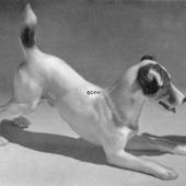 Foxterrier playing, Bing & Grondahl dog figurine