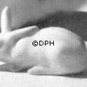 Rabbit, Bing & Grondahl figurine