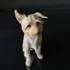 Cairn Terrier, sitting, Bing & Grondahl Dog Figurine No. 1914 | No. B1914 | DPH Trading