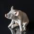 Pig, Royal Copenhagen figurine No. 414 | No. R414 | DPH Trading