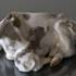 Cow with calf, Royal Copenhagen figurine | No. R800 | DPH Trading